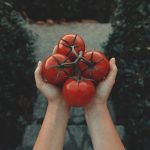 À quel moment faut-il planter les tomates ?