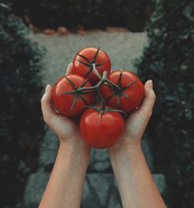 Quel est le meilleur moment pour planter des tomates ?