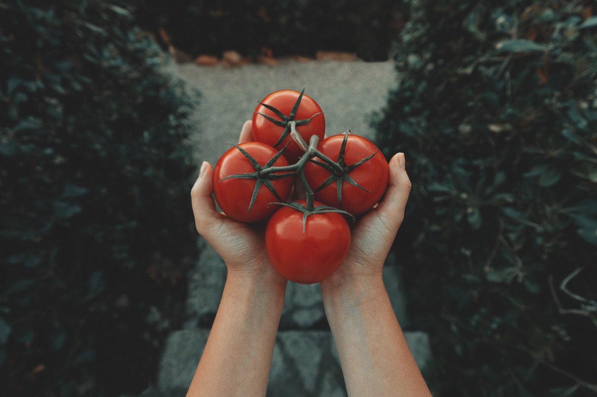 Quel est le meilleur moment pour planter des tomates ?
